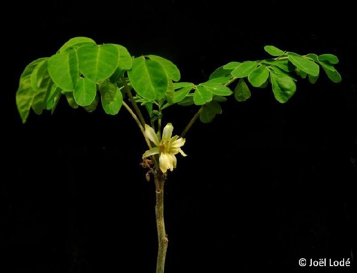 Moringa oleifera ©JLcoll.4885